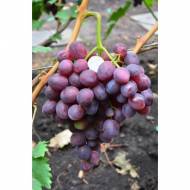 Саджанець Виноград Тюльпан в контейнері